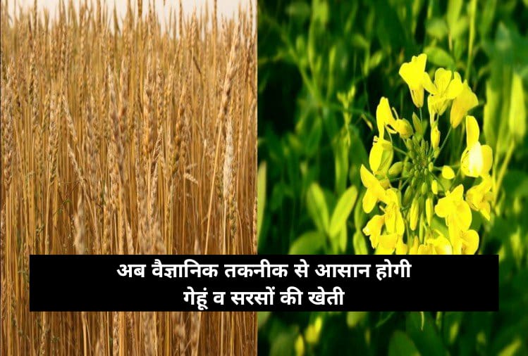 wheat and mustard